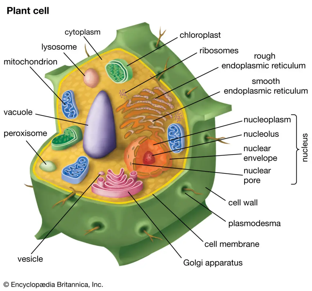 CELL WALL PLANT CELL