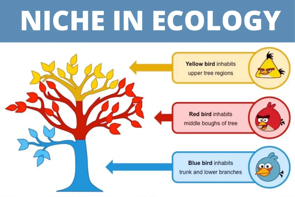 Niche In Ecology