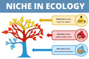 Niche In Ecology