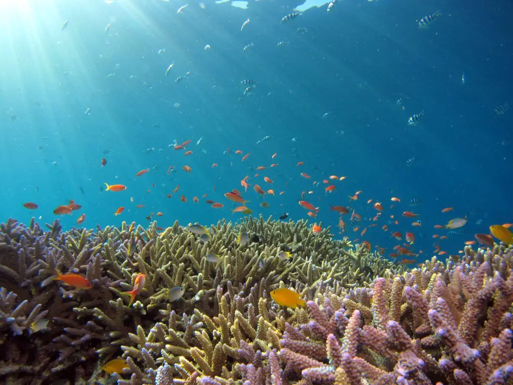 coral reefs food web