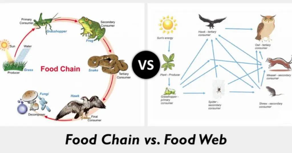 Difference Between A Food Chain And Food Web