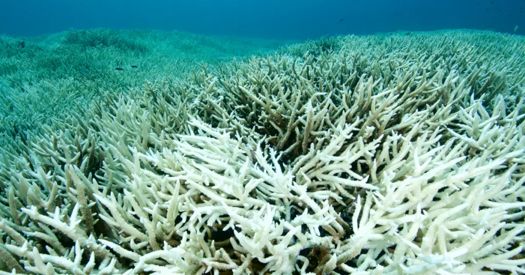 What Is The Cause Of Coral Bleaching