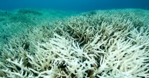 What Is The Cause Of Coral Bleaching
