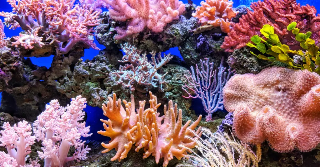 How The Coral Reef Is Formed
