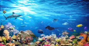 Threats Of Coral Reef