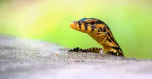 How Are Reptiles Affected By Climate Change?