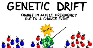define genetic drift in biology
